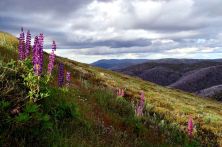 late aftenoon on mt mckay.jpg